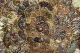 Composite Plate Of Agatized Ammonite Fossils #77782-1